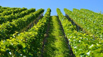Weinreben (m)