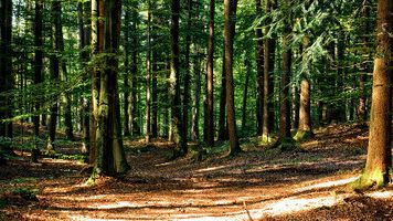Wald (m)