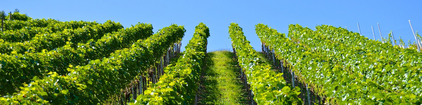 Weinreben