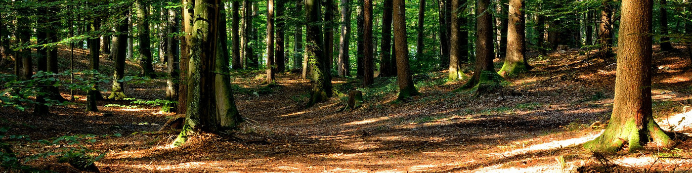 Wald